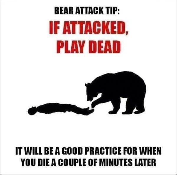 What to Do If You See a Bear or If the Bear Attacks You